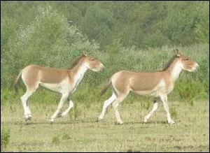 De quelle race d'ne s'agit-il ?