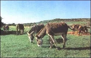 De quelle race d'ne s'agit-il ?