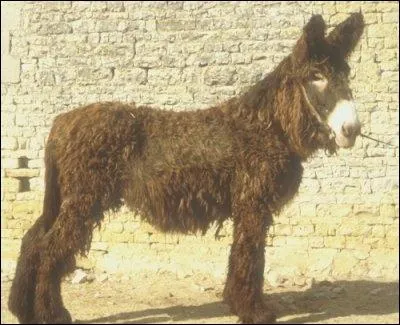 De quelle race d'ne s'agit-il ?