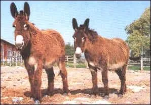 De quelle race d'ne s'agit-il ?