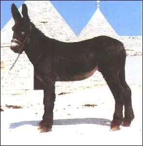 De quelle race d'ne s'agit-il ?