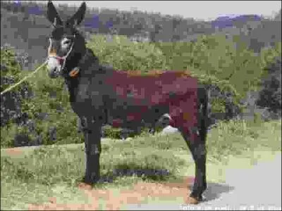 De quelle race d'ne s'agit-il ?