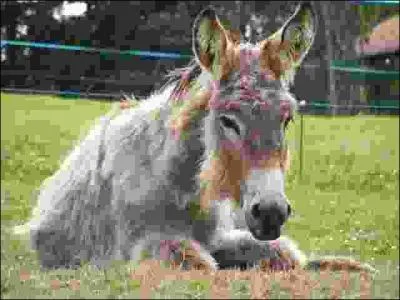 De quelle race d'ne s'agit-il ?