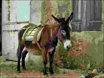 De quelle race d'ne s'agit-il ?