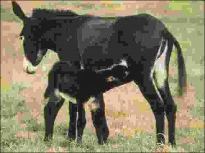 De quelle race d'ne s'agit-il ?