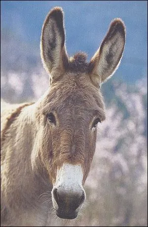 De quelle race d'ne s'agit-il ?