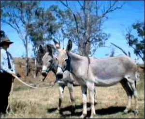 De quelle race d'ne s'agit-il ?