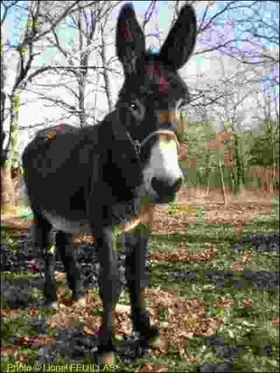 De quelle race d'ne s'agit-il ?