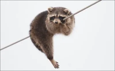 Facile  identifier, vous ne connaissez que lui, le ...