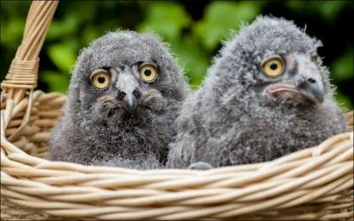 Et ces bbs, qui sont-ils ?