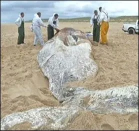 Quel mammifre marin de 7 mtres de long, s'est chou lundi sur la presqu'le du Cap-Ferret en Gironde ?