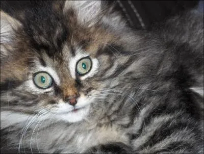 Comment s'appelle son chat ?