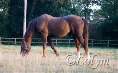 Quatre fois vainqueur du prix d'Amrique, derrire lui, ils avaient l'impression de marcher au pas !