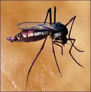 Comment le moustique peut-il tuer ?