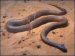 Quel est le serpent le plus venimeux ?