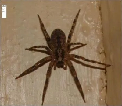 Quelle est l'araigne la plus venimeuse ?