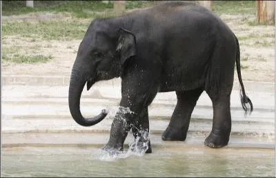 Quel est le poids d'un lphant d'Asie ?