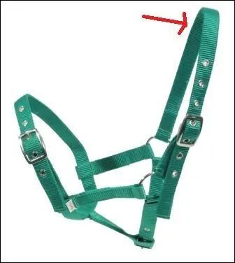 Quelle est la partie montre par la flche rouge du licol ?