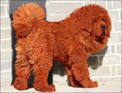 Le chien le plus cher du monde est un Mastiff rouge du Tibet. Il s'appelle Big Splash et a 11 mois. Ce beau toutou fait partie des animaux les plus rares. D'aprs vous, quel est son prix ?
