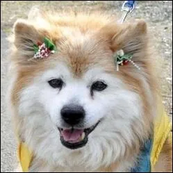 Pusuke tait le chien le plus vieux du monde, toujours selon le  Guinness Book  des records. Quel ge ce chien japonais crois Shiba Inu avait-il ?