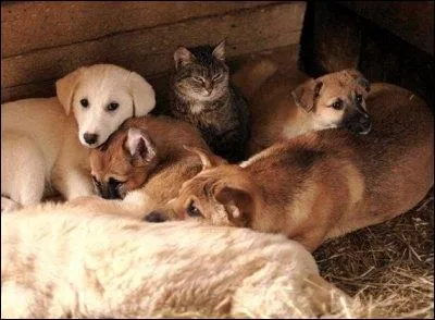 Aprs tude, nous savons aujourd'hui quel est le chien le plus intelligent... Alors, avez-vous une ide ?