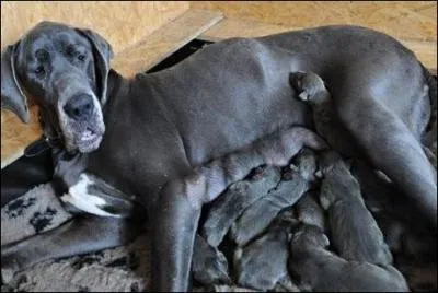 Un dogue danois femelle de 4 ans a accouch  Varsovie d'une porte de chiots. Combien taient-ils ?