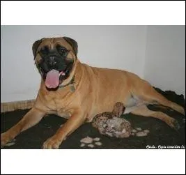 Une chienne Bullmastiff qui allaite des bbs... ! Mais de quel genre sont ces  bbs  ?
