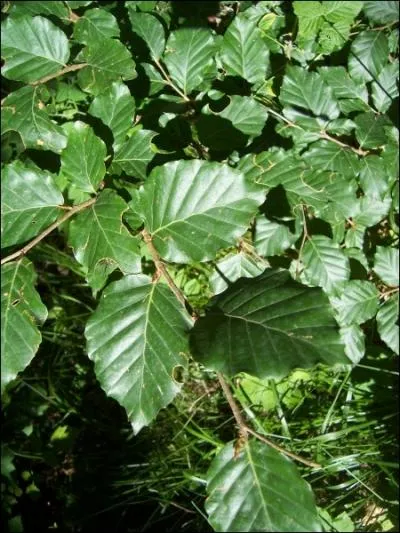 Qu'est-ce que c'est ?