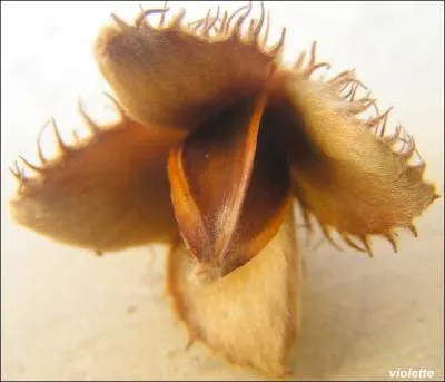 Ah, un fruit ! Mais  quel arbre appartient-il ?