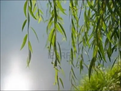 Ses feuilles me donnent envie de pleurer... mais pourquoi ?