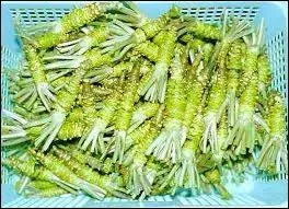 Qu'est-ce que le wasabi ?