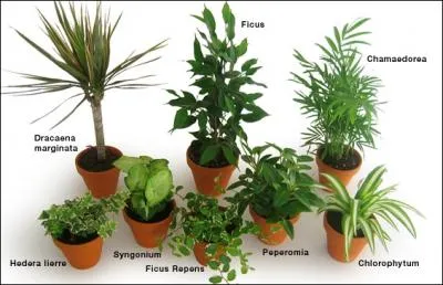 Toutes les plantes mettent des sons.