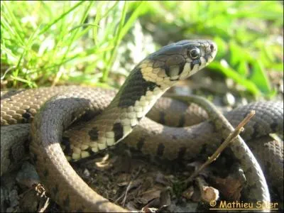 Quel est le nom latin de la couleuvre  collier ?