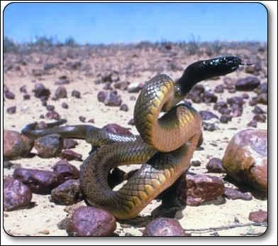 Quel serpent est sur cette photo ?