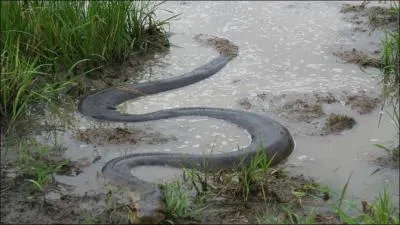 C'est le plus grand serpent d'Amrique centrale et du Sud !