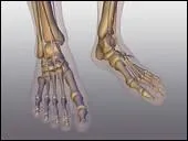 Le chevillard appartient  la corporation...