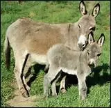 Existe-t-il des nes entirement blancs ?