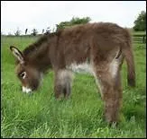 Exist-e-t-il des nes pies ?