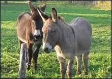 Le kiang, l'onagre et l'hmione reprsentent-ils des races d'nes ?