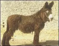 L'ne est trs difficile  dresser, contrairement au cheval. Pourtant Laurent Jahan a appris  son ne des numros de dressage de haute cole. Quel est le nom de cet ne ?