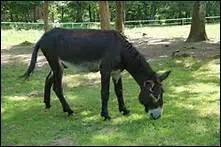 Comment s'appelle le petit de l'ne ?