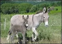 Comment appelle-t-on la ligne fonce qui court du garrot  la base de la queue de l'ne ?