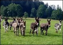 Comment appelle-t-on la croix fonce sur le garrot de l'ne, qui descend vers les antrieurs et qui est perpendiculaire  la ligne fonce cite ci-dessus ?