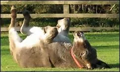 Quel est le cri de l'ne ?