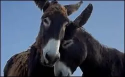 Existe-t-il des races d'ne ailleurs qu'en France ?