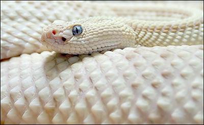 Un serpent, comme d'autres animaux, peut tre blanc, et mme albinos !