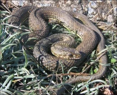 La couleuvre de Montpellier possde des crochets  venin !