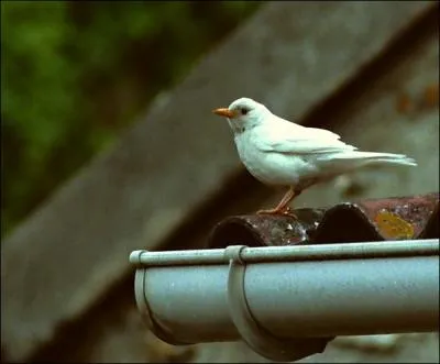 Un merle peut tre blanc !
