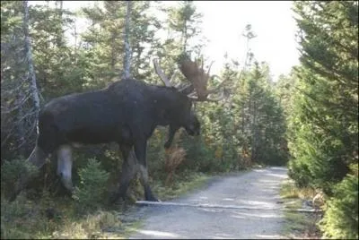 Le renne de la photo peut peser plus de 200 kgs !