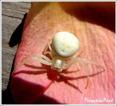 Une araigne peut tre blanche !